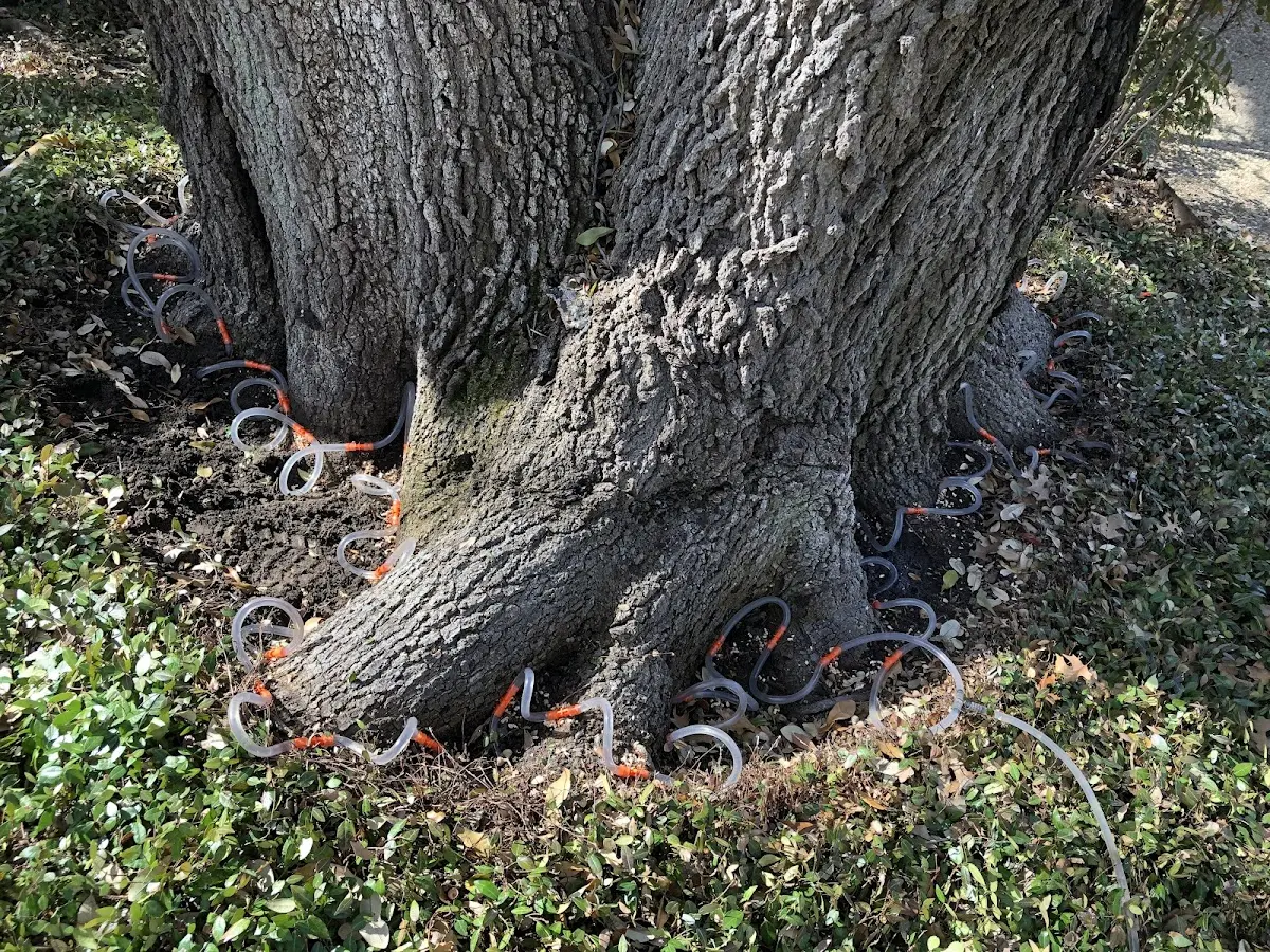 Detailed Tree Cabling and Bracing job site in Lansdale