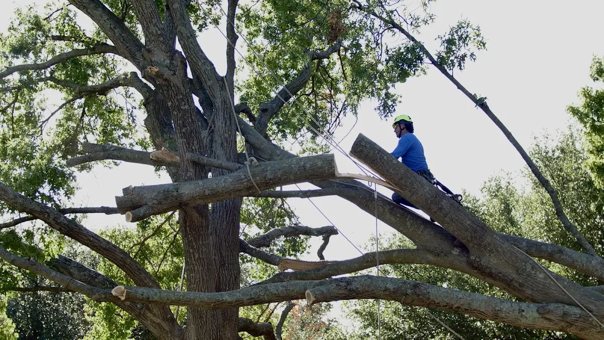 Professional Hazardous Tree Removal performed by certified arborists in Lansdale