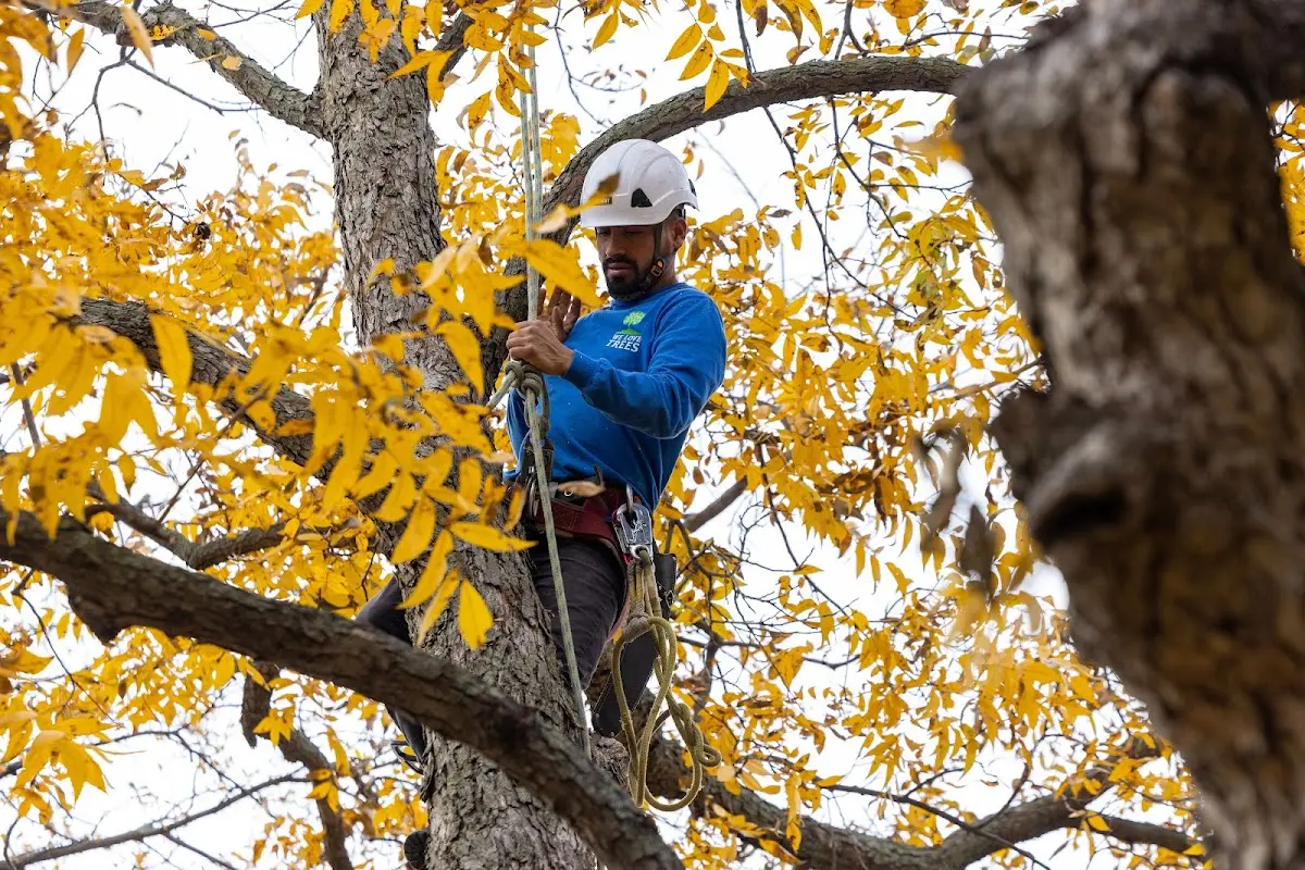 Skilled Tree Pruning crew working in Lansdale