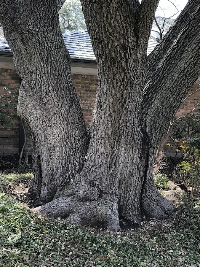 Mature heritage tree close to a Lansdale property cared for by certified arborists