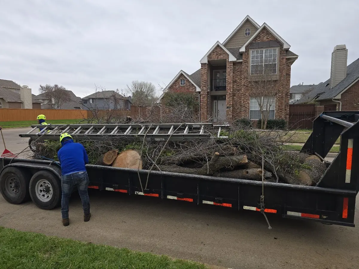 Expert Deadwooding with proper safety equipment in Lansdale